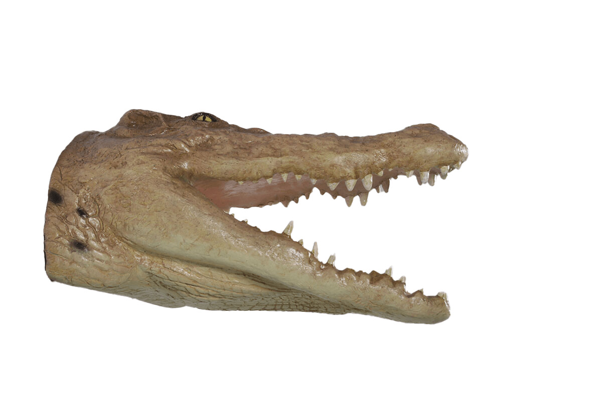 Crocodile Head