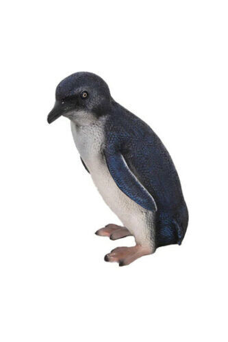 Fairy Penguin