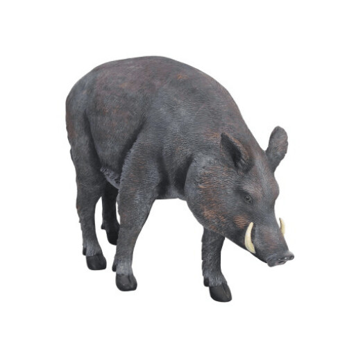 Wild Boar