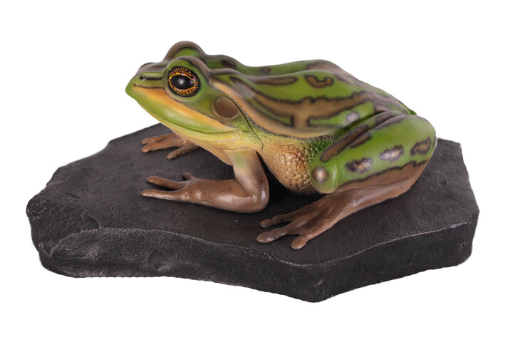 Frog on Rock
