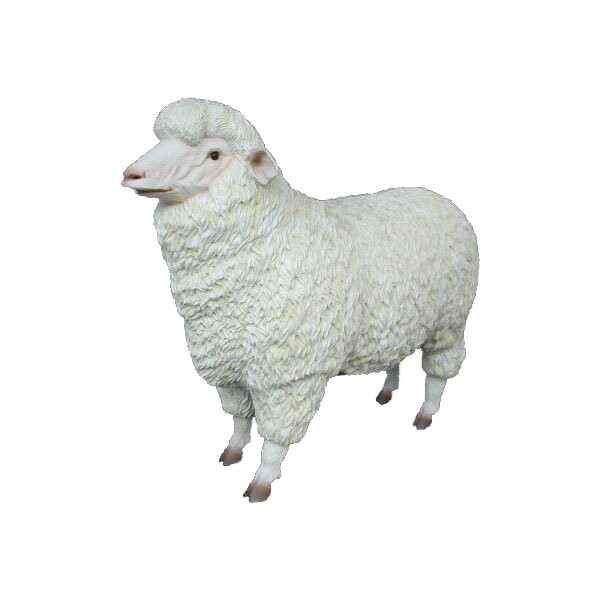 Merino Sheep