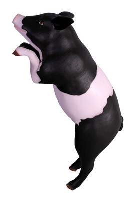Curious Pig Pink & Black