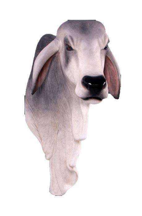 Brahman Head and Shoulders - Grey
