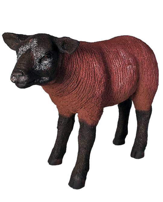 Texelaar Lamb Standing