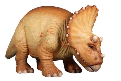 Baby Triceratops