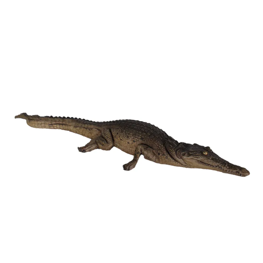 Crocodile Resting 4ft
