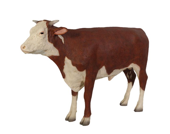 Hereford Steer