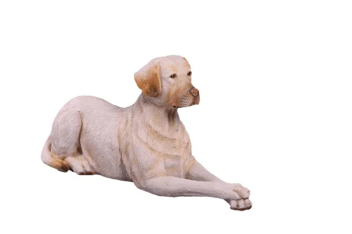 Labrador Dog Lying Yellow
