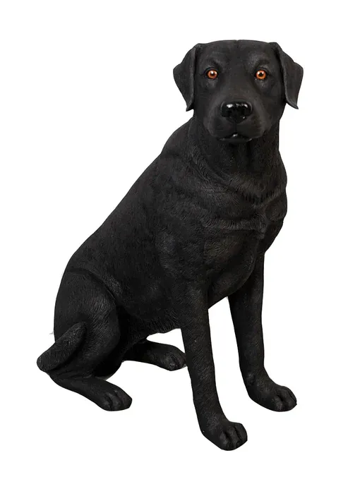 Labrador Dog Sitting Black