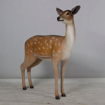 Fallow Deer Doe