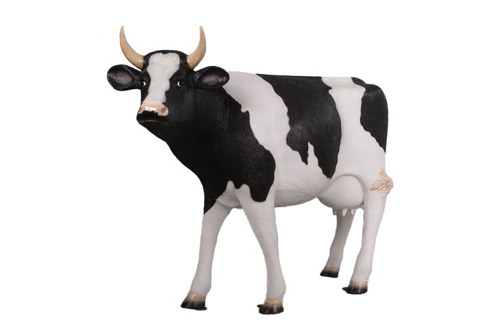 Holstein Cow 45H