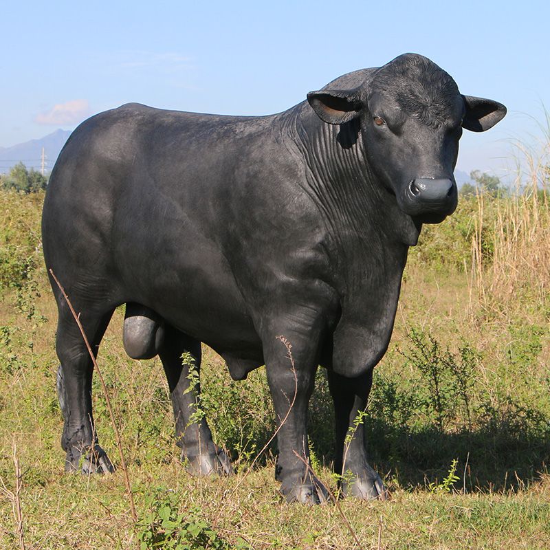 Angus Bull Black