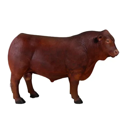 Angus Bull Brown