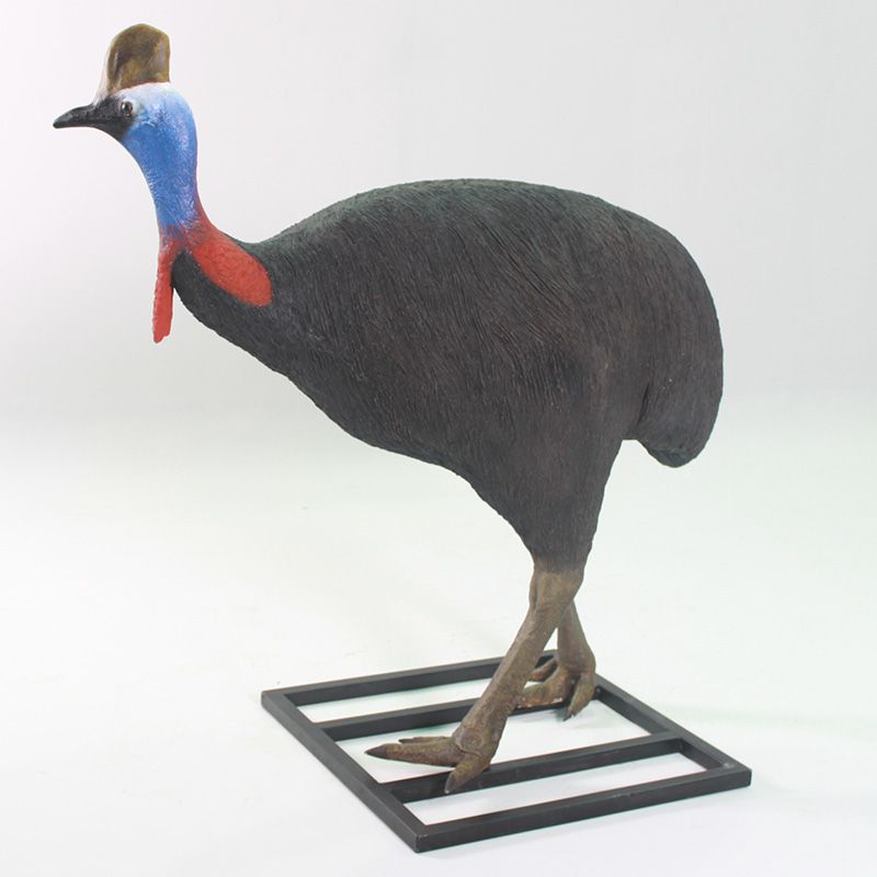 Cassowary Male
