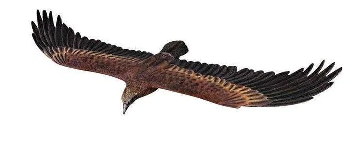 Wedge Tailed Eagle Flying