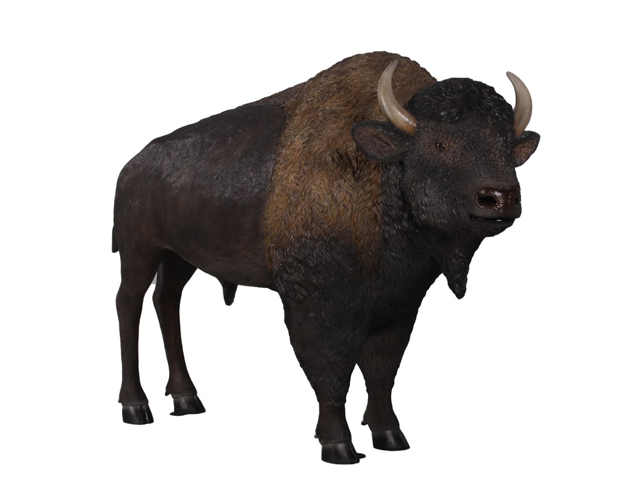 Bison