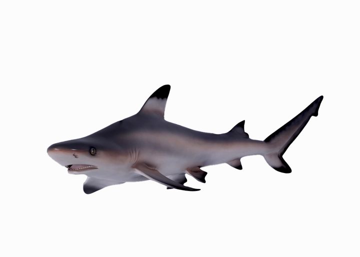 Black Tip Reef Shark