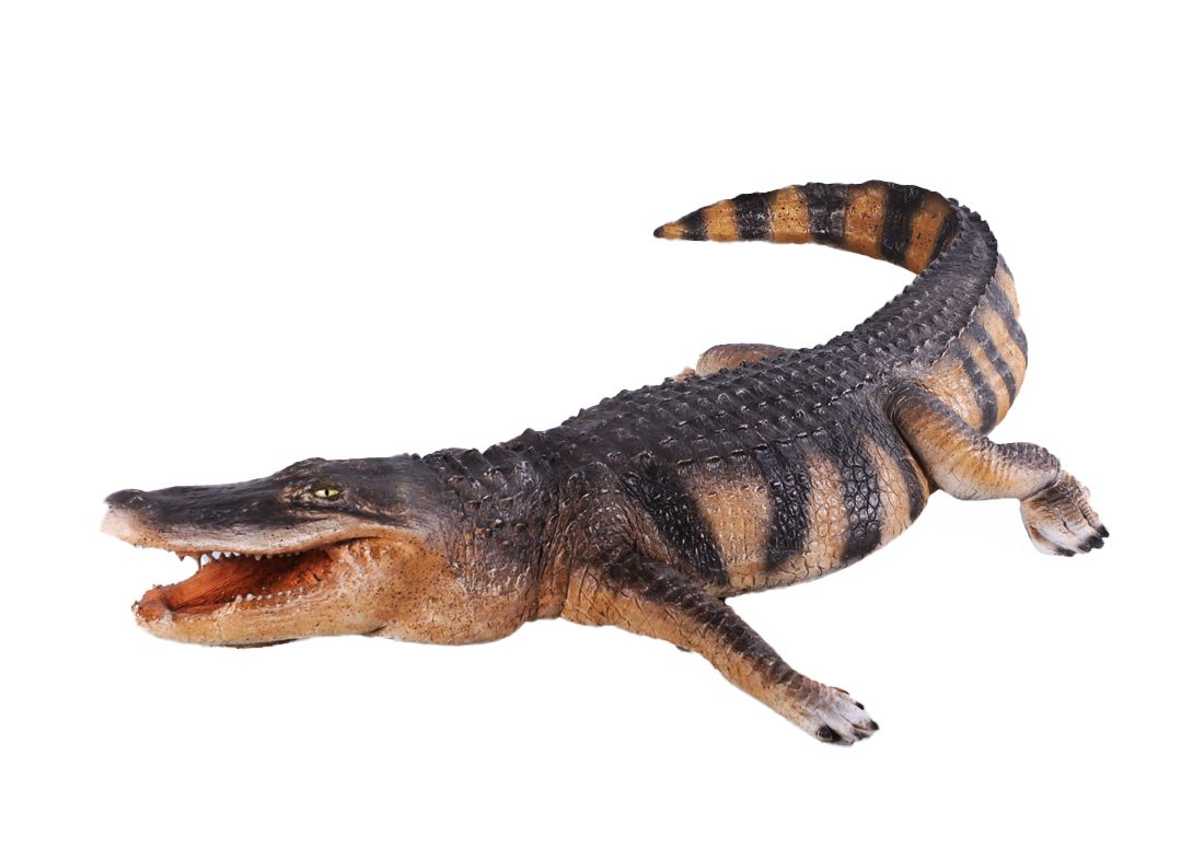 American Alligator 8ft