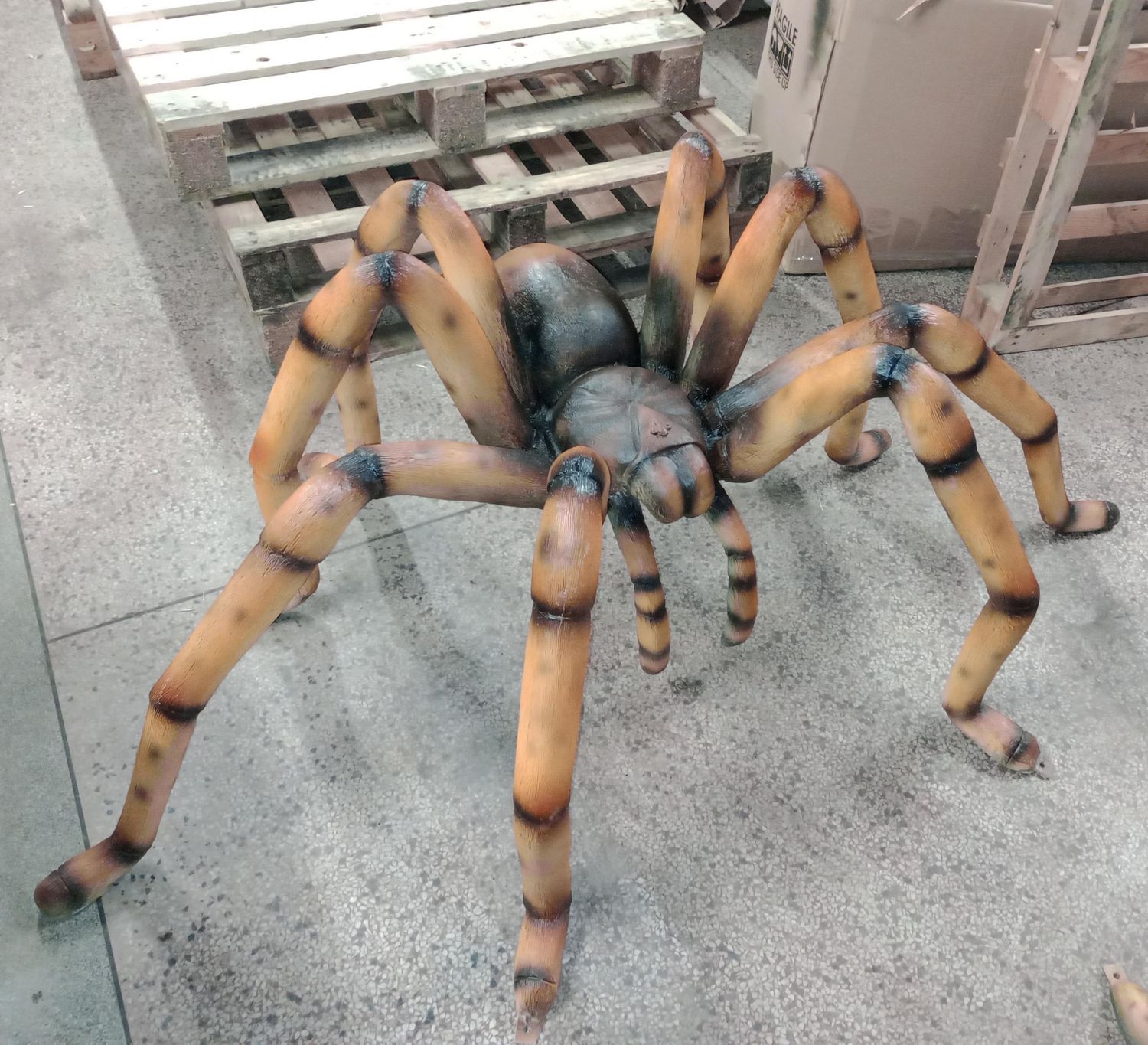 Giant Brown Recluse Spider
