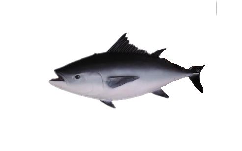 Tuna Fish