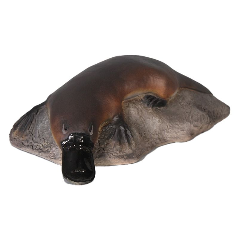 Small Platypus on Rock
