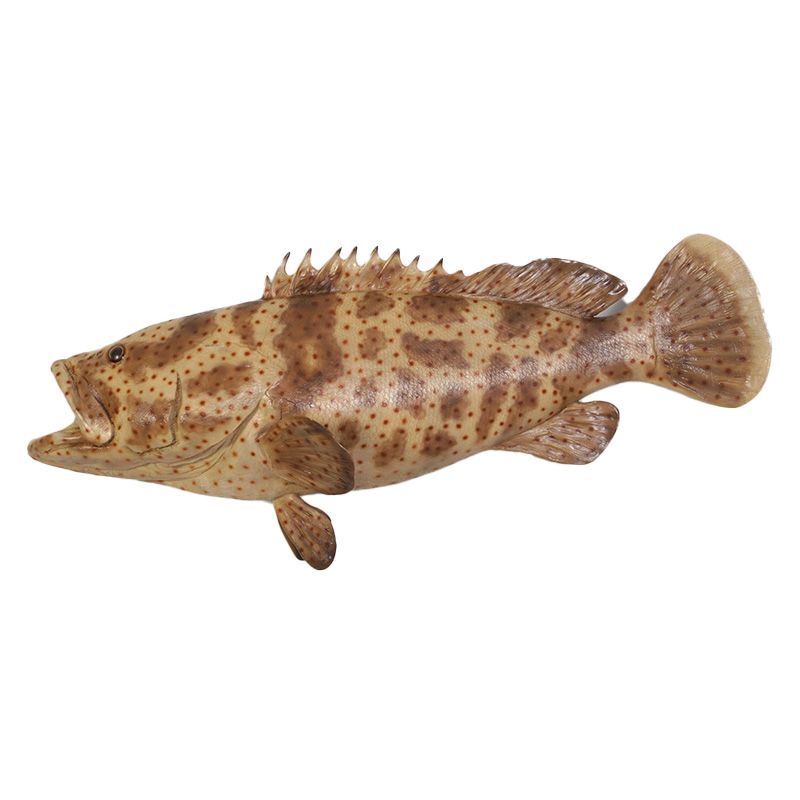 Estuary Cod