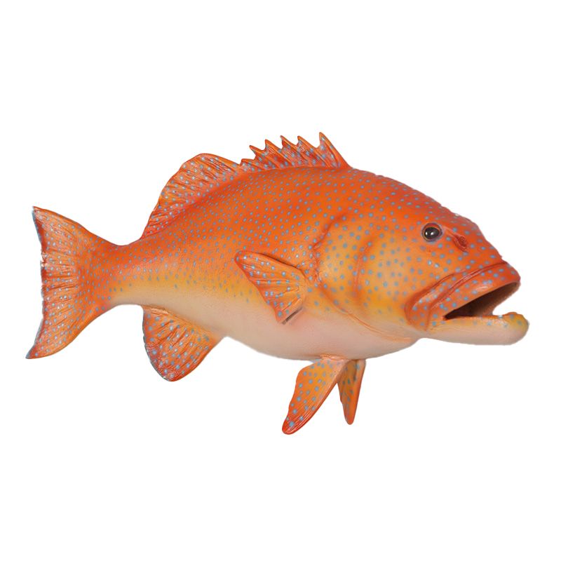 Coral Trout