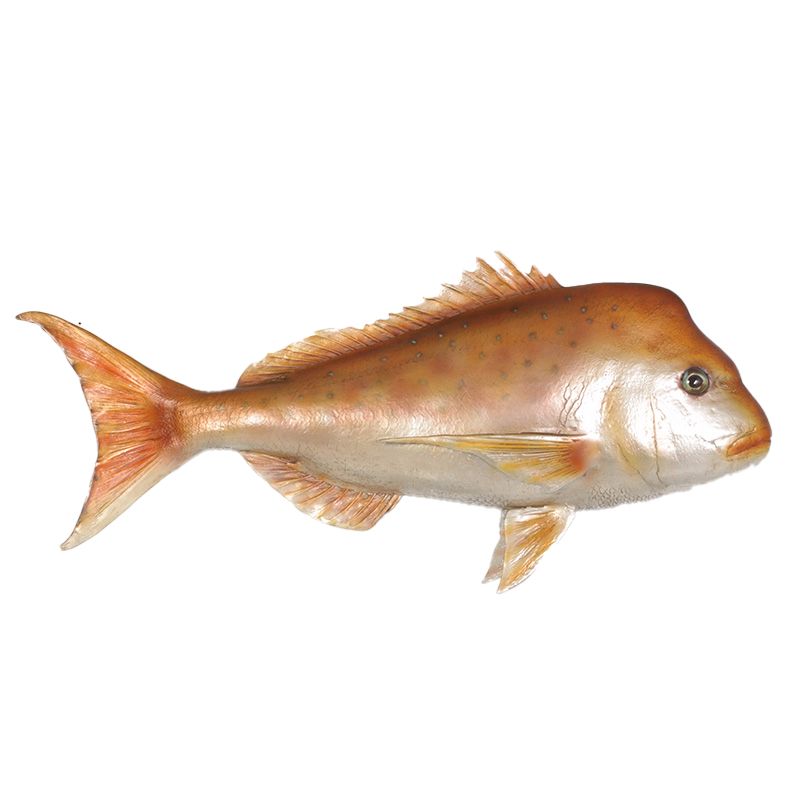 Snapper