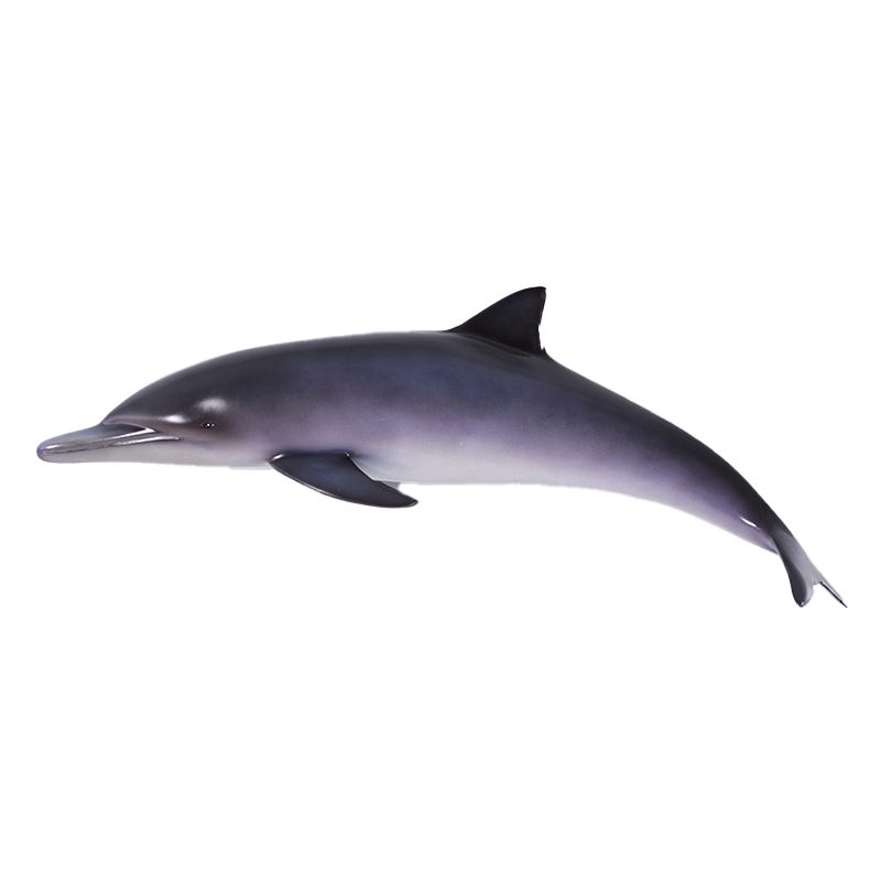 Dolphin