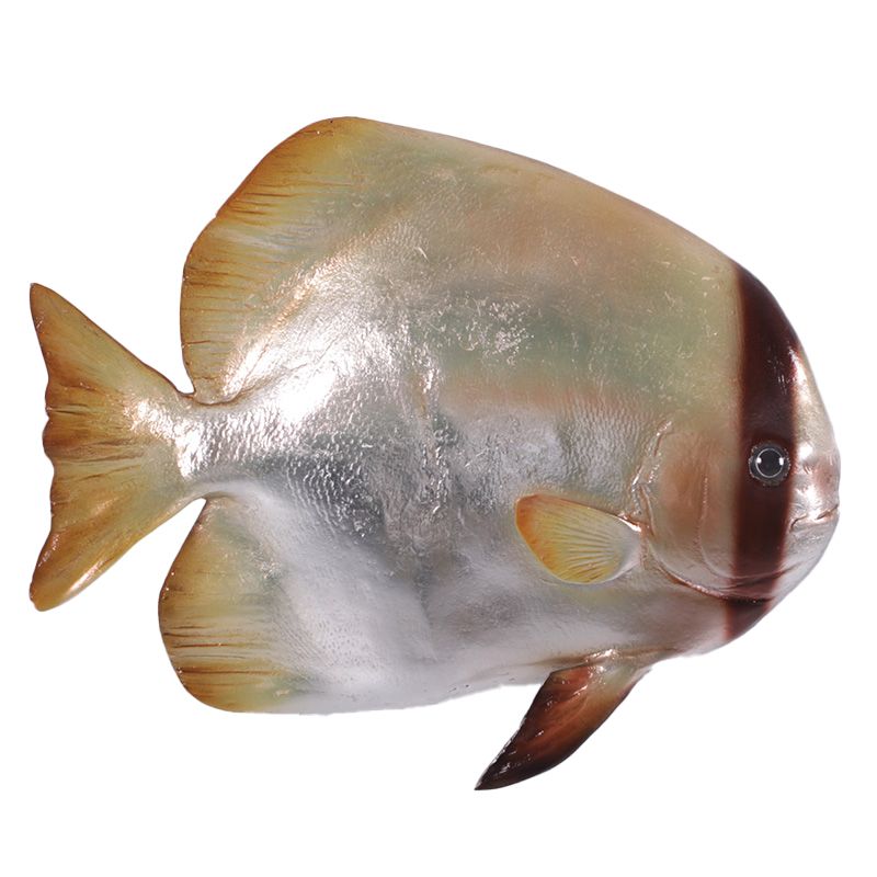 Batfish