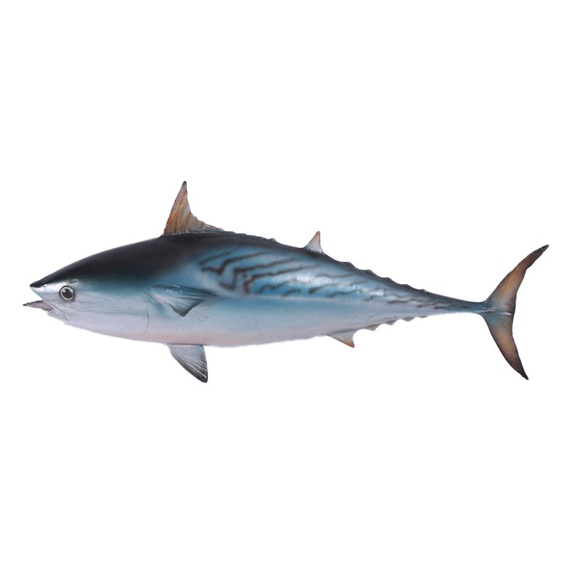 Mackerel Tuna