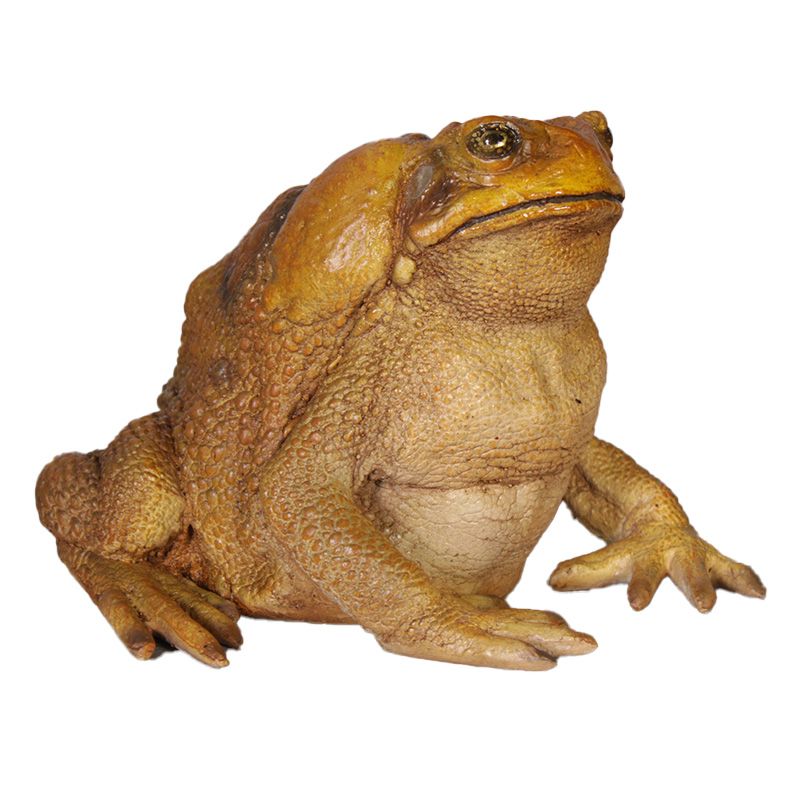 Cane Toad
