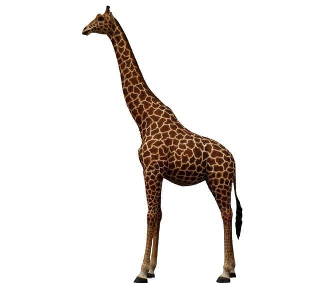 Giraffe 18ft-Gel Coat-Outdoor Model