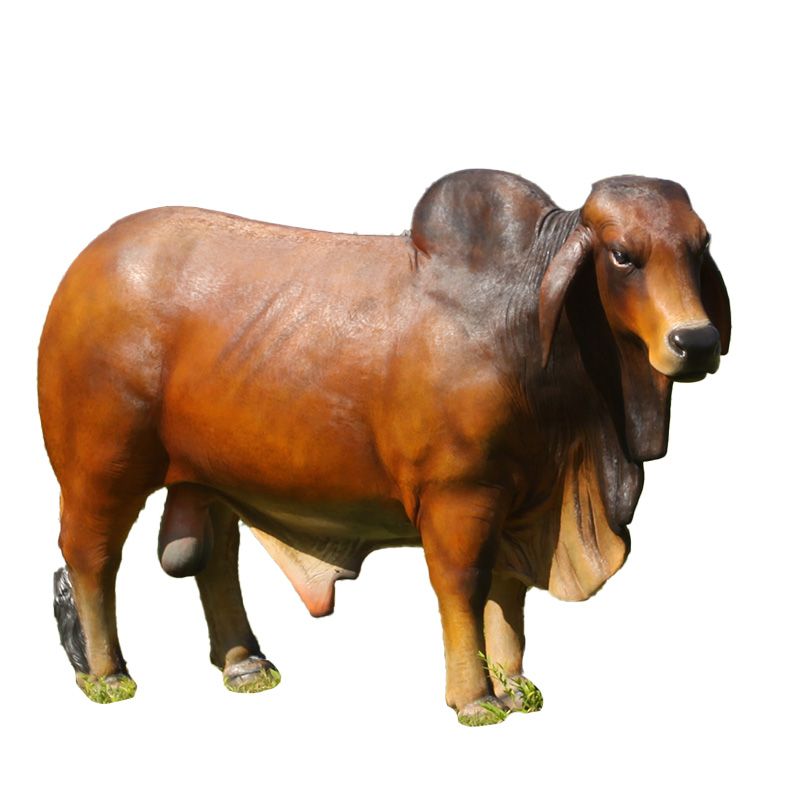 Brahman Bull Brown