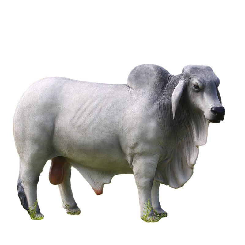 Brahman Bull Gray
