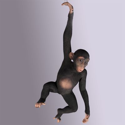 Hanging Monkey Model Hanging Monkey Model