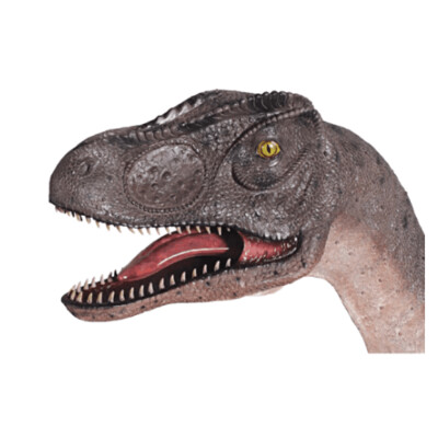 Allosaurus Head-Mouth Open Model