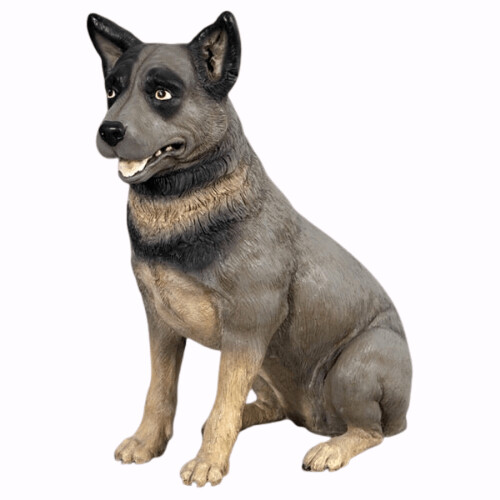 Blue Heeler Sitting