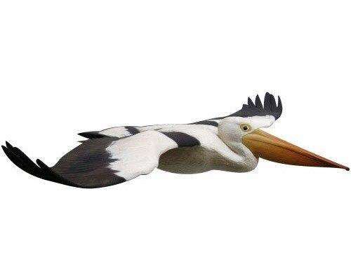 Pelican Flying Pelican Flying