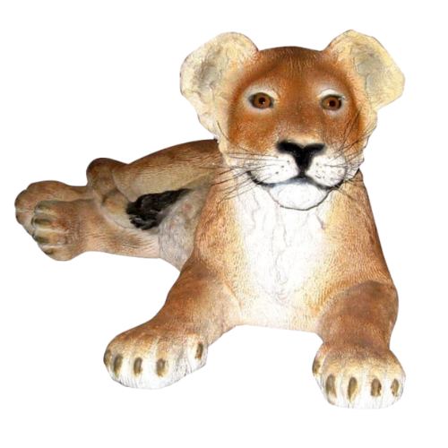 Lion Cub Laying Down