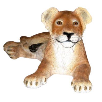 Lion Cub Laying Down