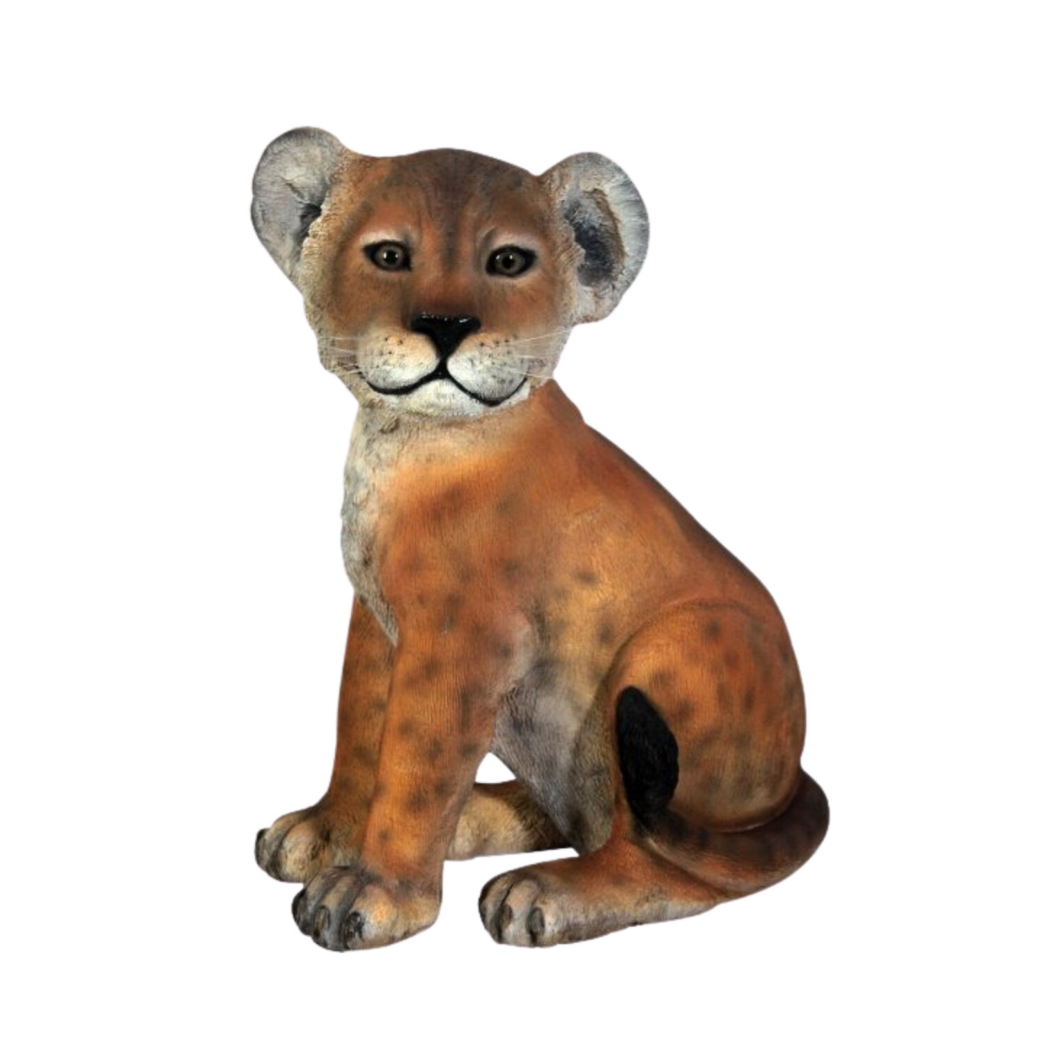 Lion Cub Sitting
