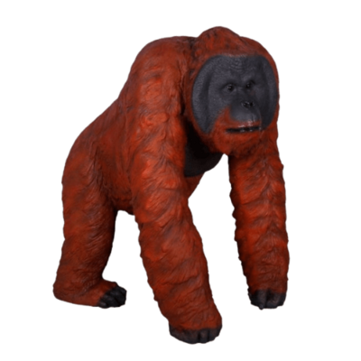 Male Orangutan Male Orangutan