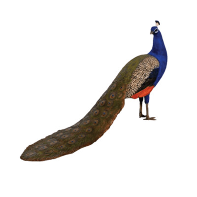 Peacock Peacock