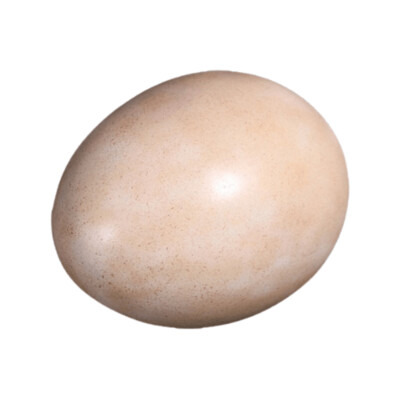 Sauropod Egg 12 Sauropod Egg 12"