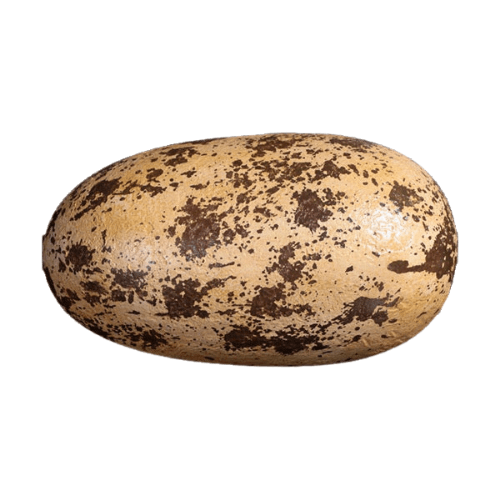 Theropod Egg 12 Theropod Egg 12"