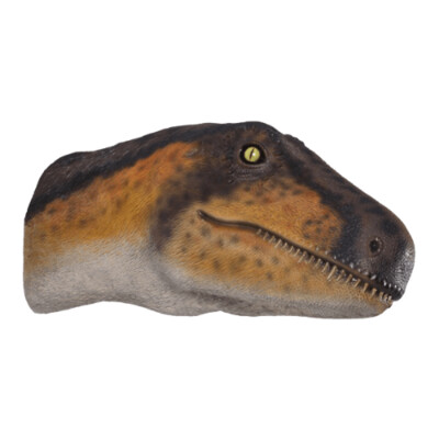 Theropod Head Theropod Head