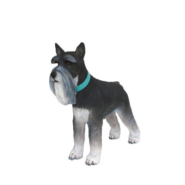 Mini Schnauzer Black and Silver