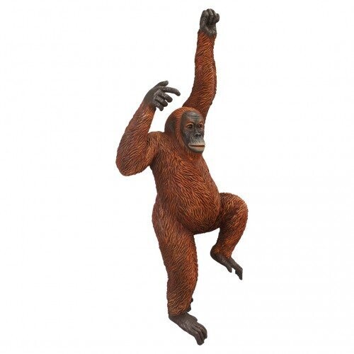 Orangutan Orangutan