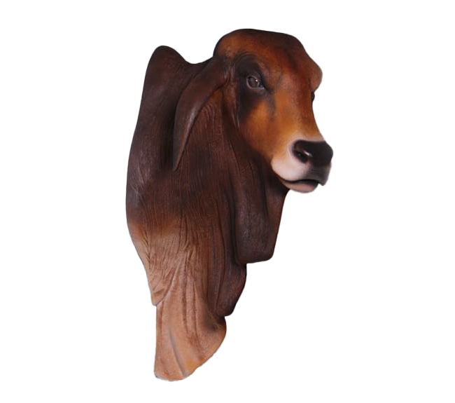 Brahman Head and Shoulders - Brown